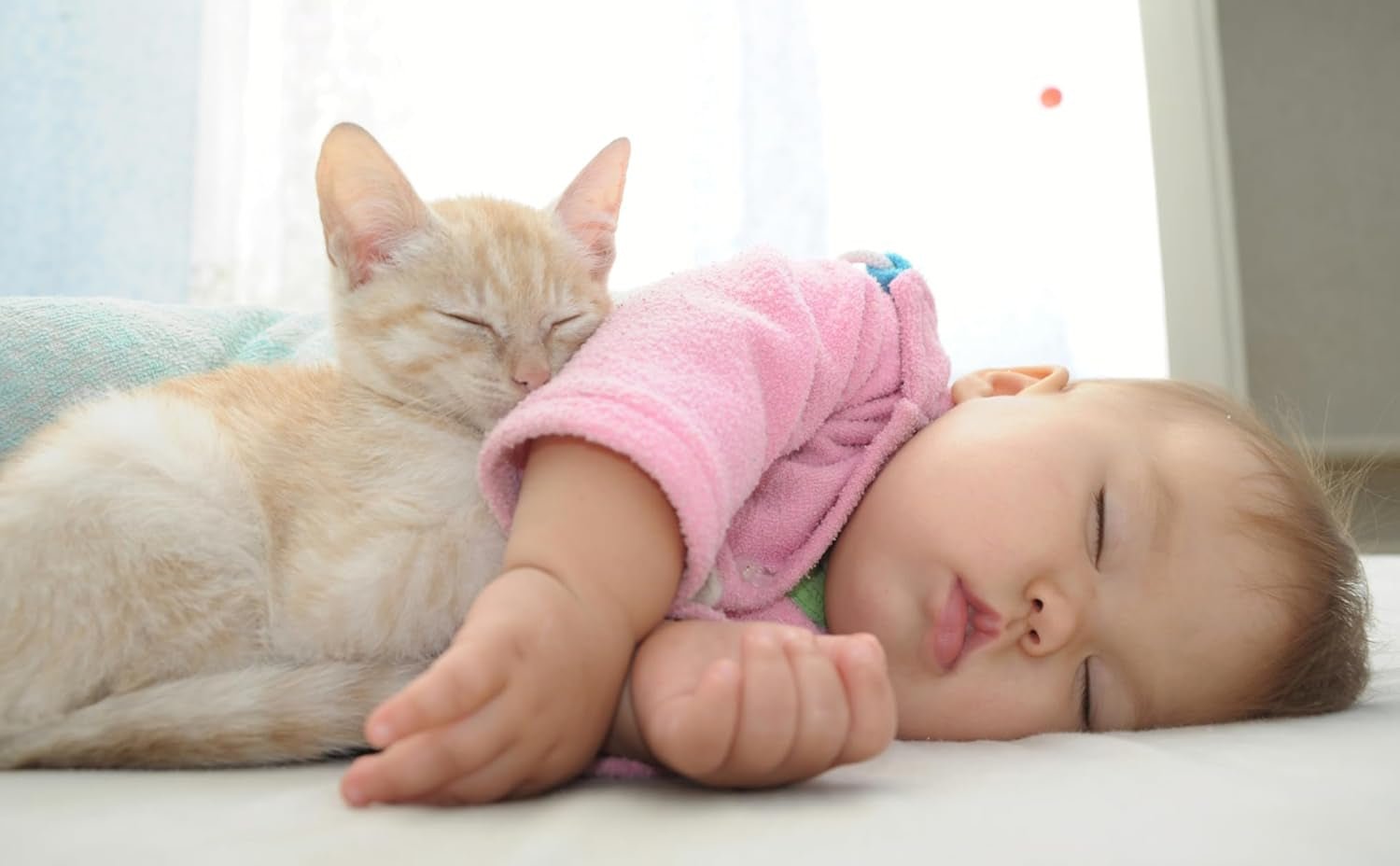 Babies Love Kittens: a Lift-A-Flap Board Book for Babies and Toddlers - Baby Organic